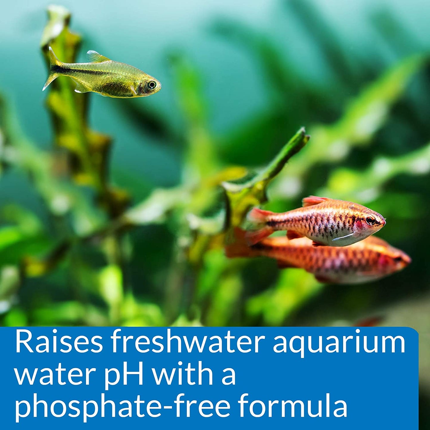 Ph up Ph Adjuster, Raises Freshwater Aquarium Water Ph to the Level Your Fish Need to Thrive, Test Water Weekly and Use to Correct Ph Level